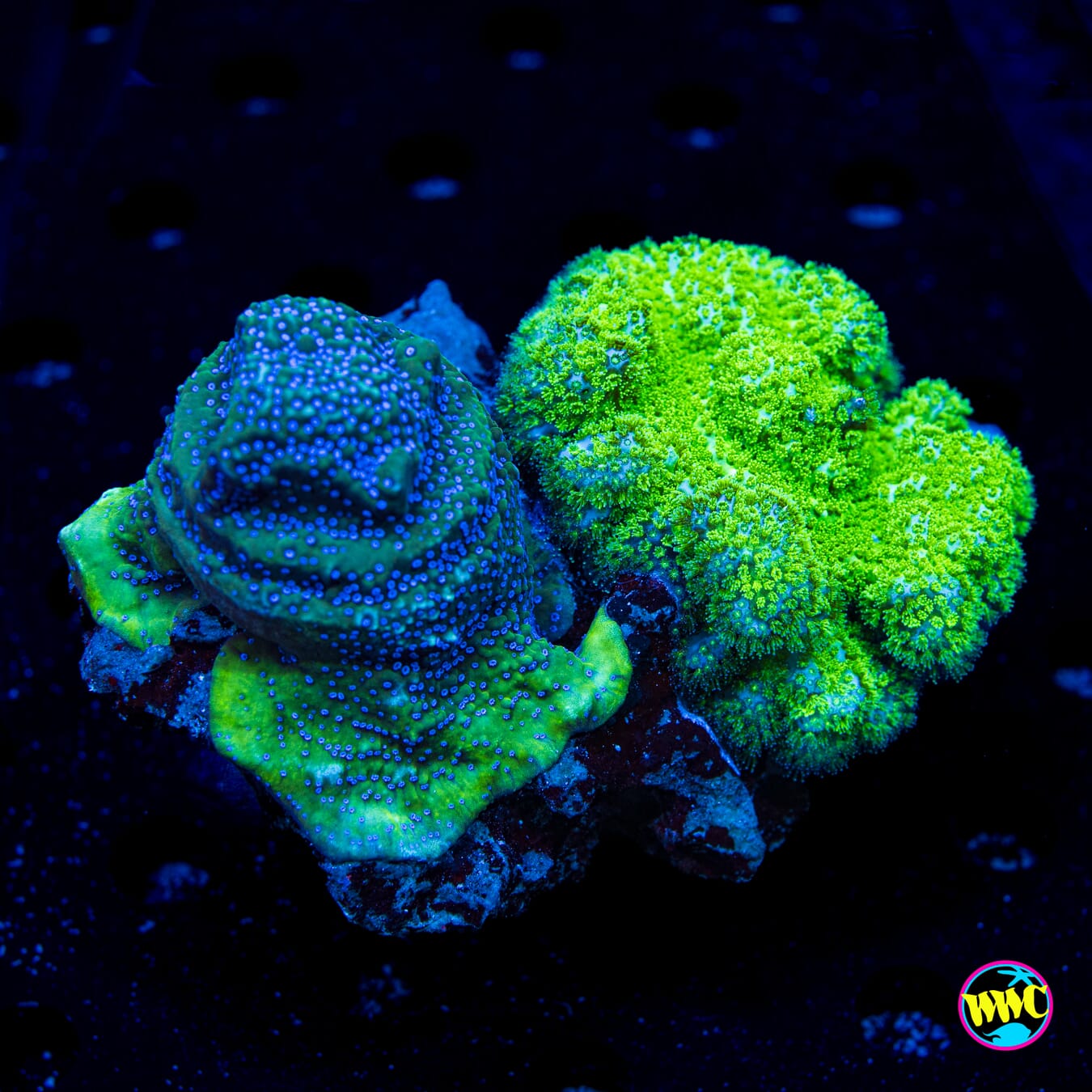 WWC Combo Blue Comet Montipora and Fallout Pocillopora - Daylight Photo