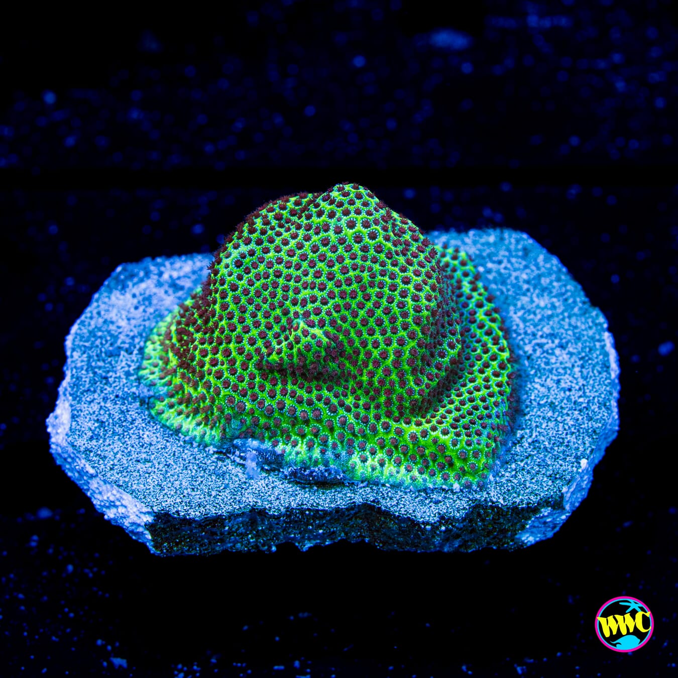 Jason Fox Special Porites - Daylight Photo