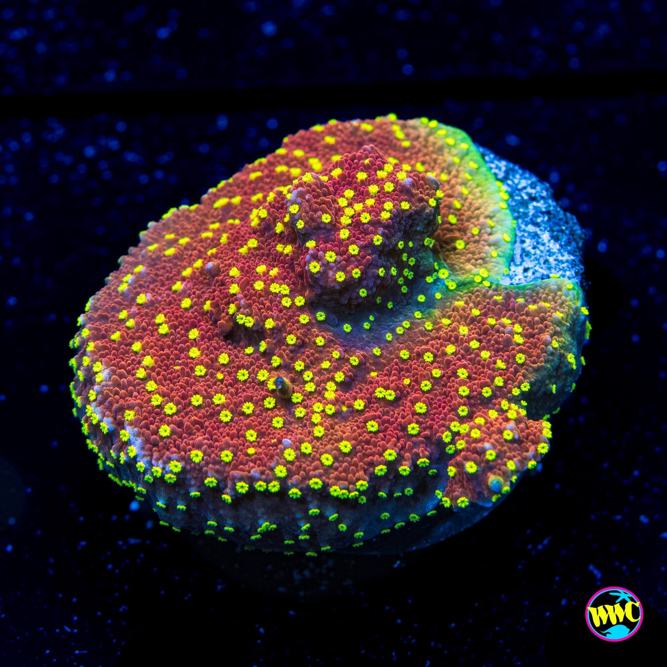 CC Habanero Montipora - Daylight Photo