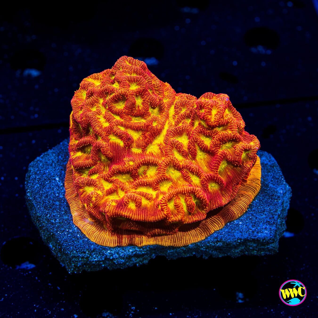 Jason Fox Lethal Leptoseris - Daylight Photo