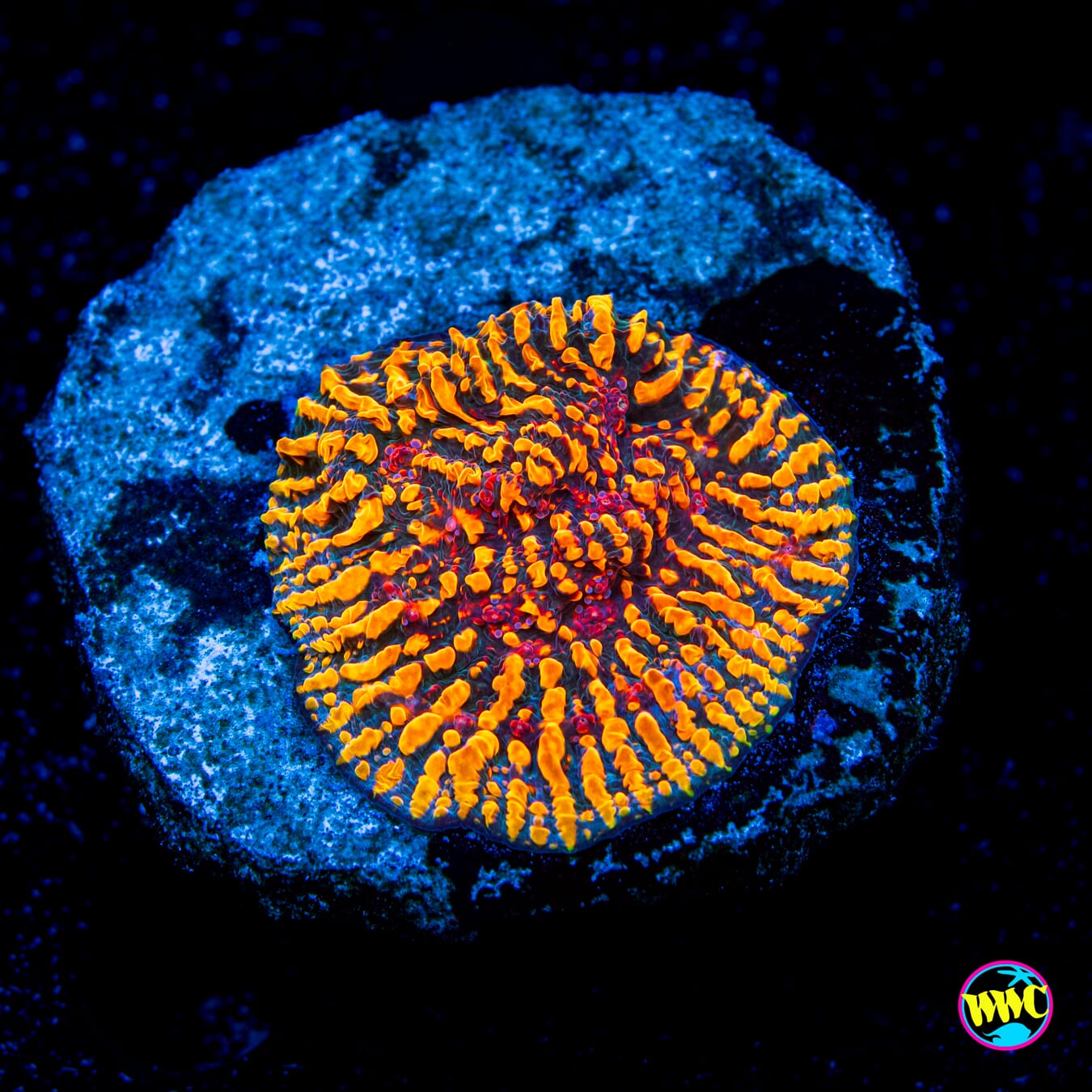 CC Cloudberries Chalice - Daylight Photo