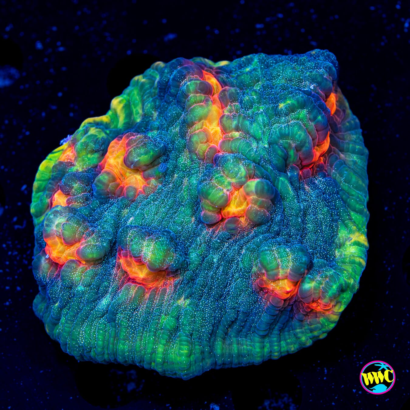 Underworld Mycedium Chalice - Daylight Photo