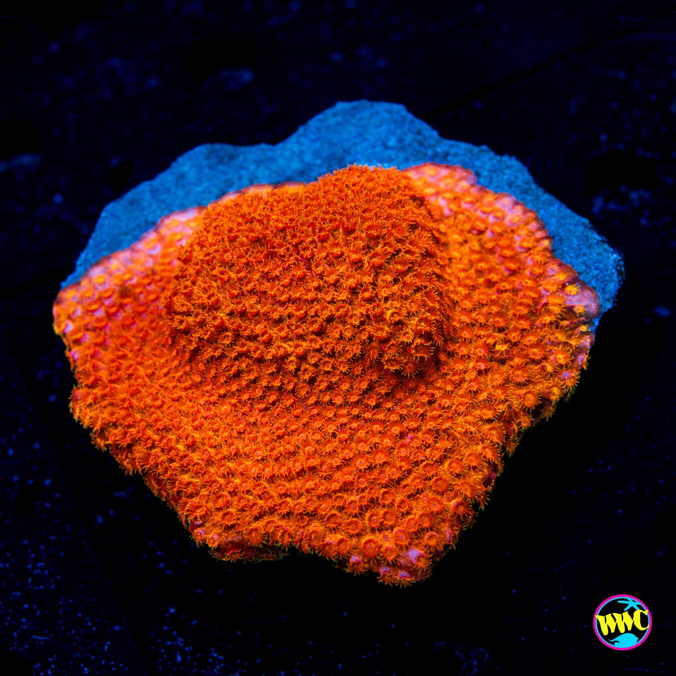 WWC Hi-Cee Cyphastrea - Daylight Photo