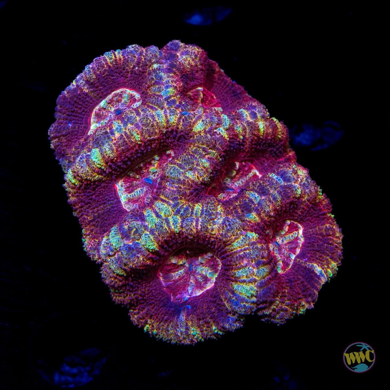 Golden Raspberry Asian Lord - Daylight Photo