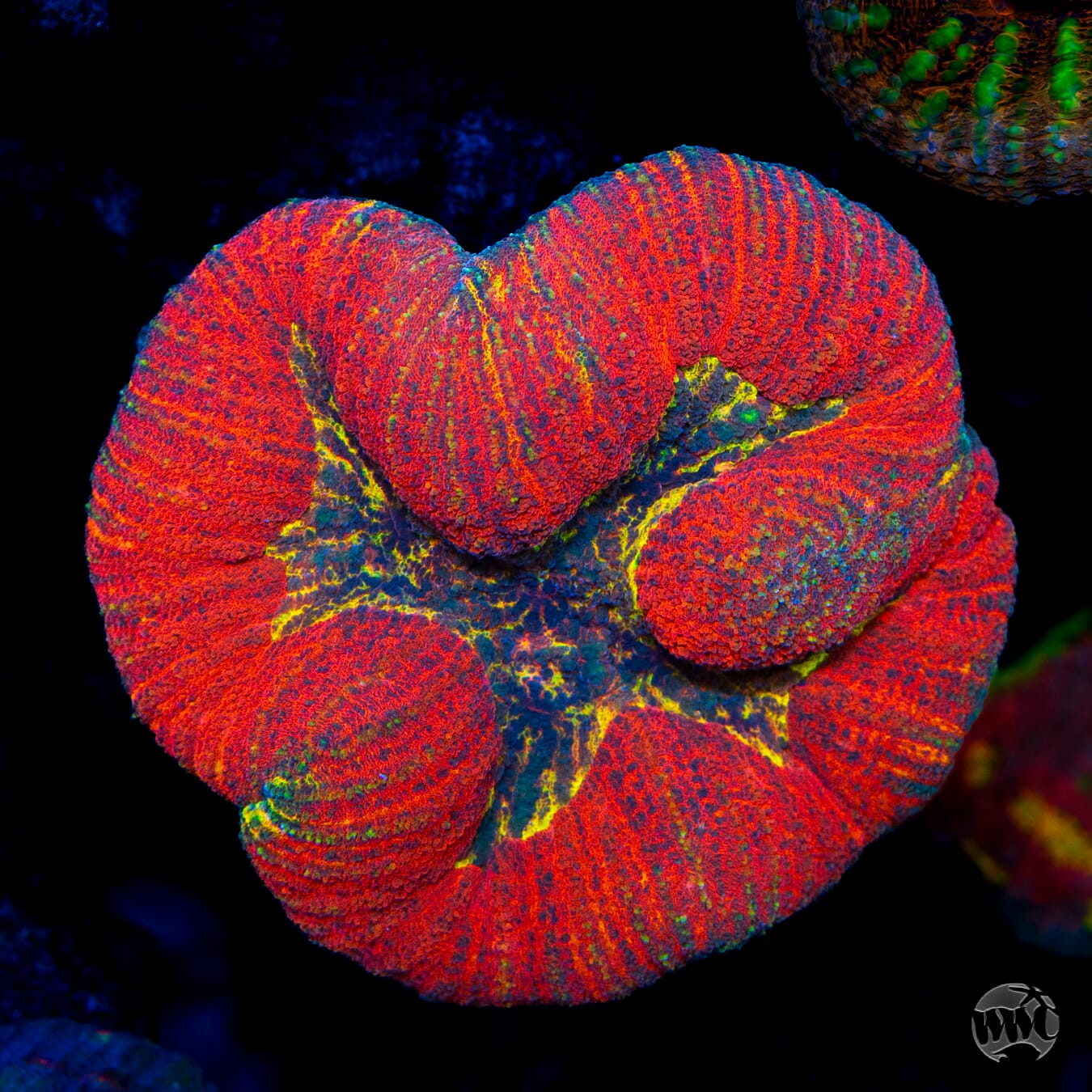 Bonfire Lobophyllia - Daylight Photo