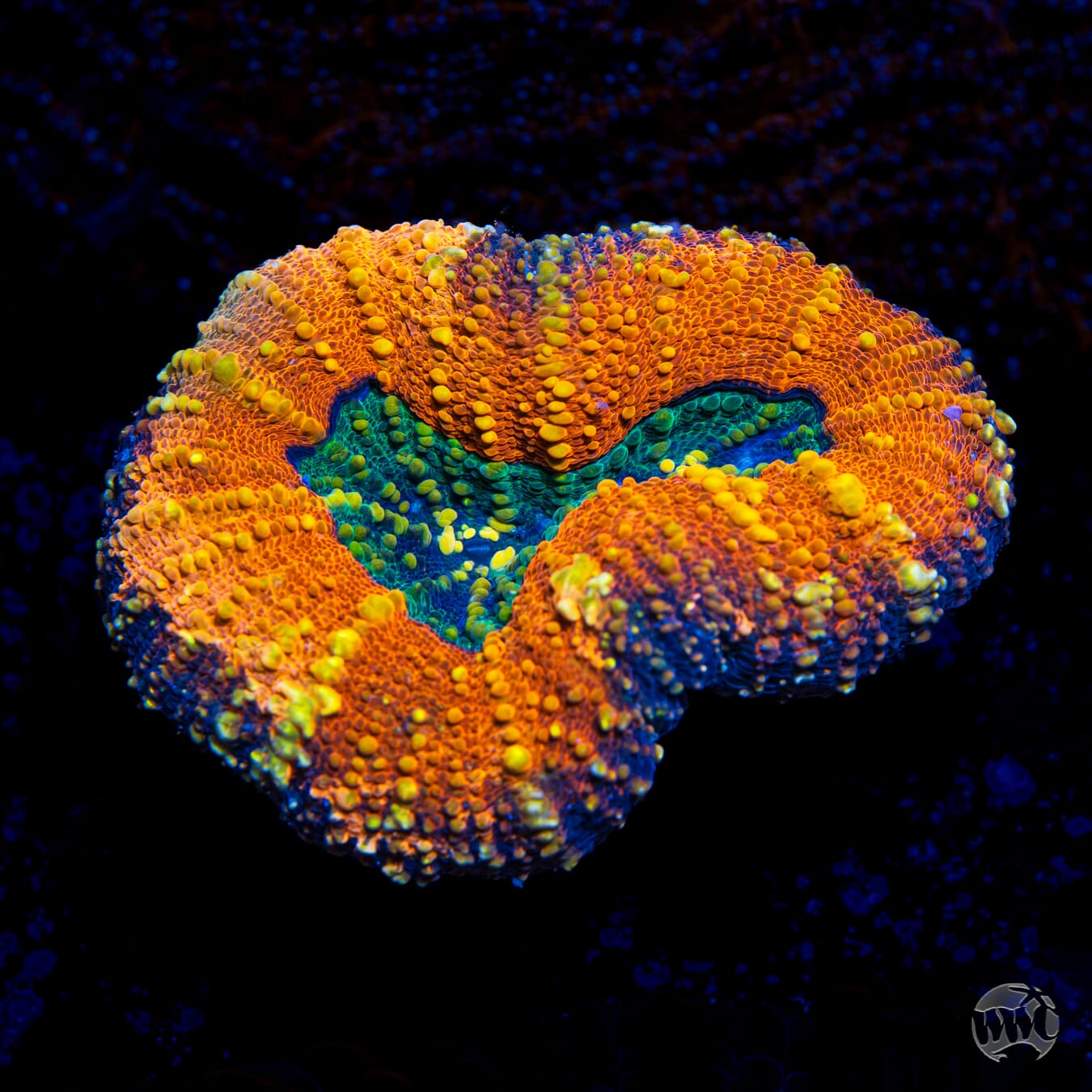 Tropicana Lobophyllia - Daylight Photo