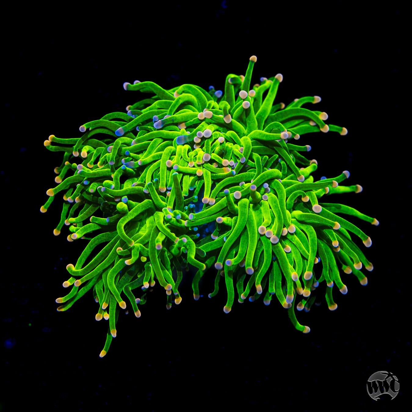 Peach Tipped Cotton Candy Torch - Daylight Photo