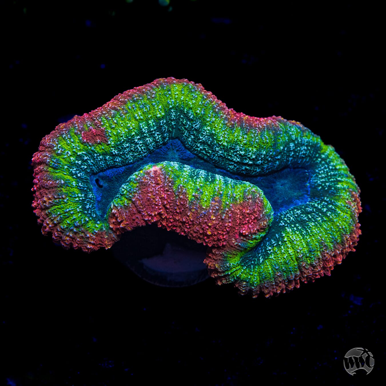Fiery Lobophyllia - Daylight Photo