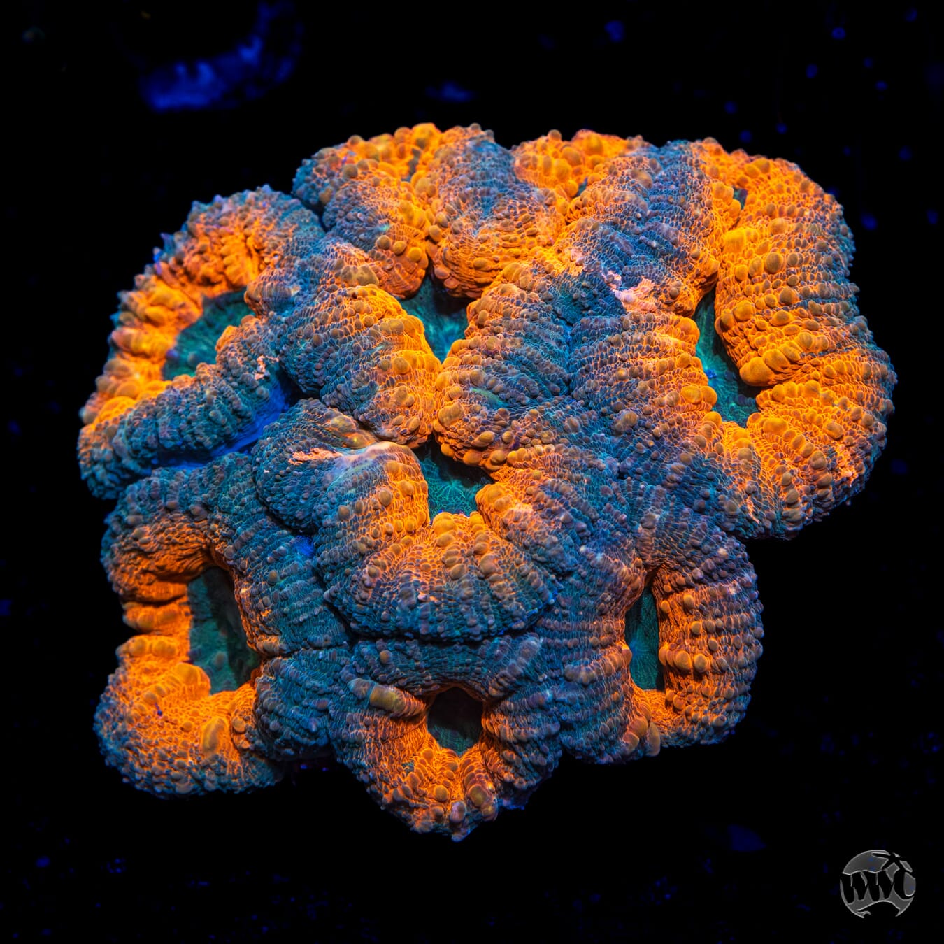 Gator Bait Lobophyllia - Daylight Photo