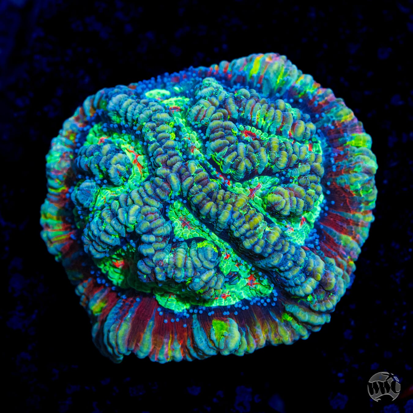 Sour Tiger Symphyllia Wilsoni - Daylight Photo