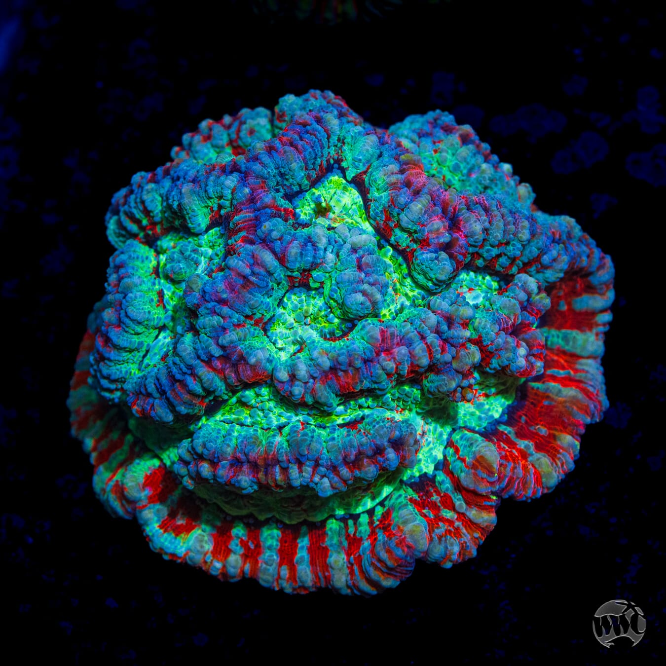 Frozen Tiger Symphyllia Wilsoni - Daylight Photo