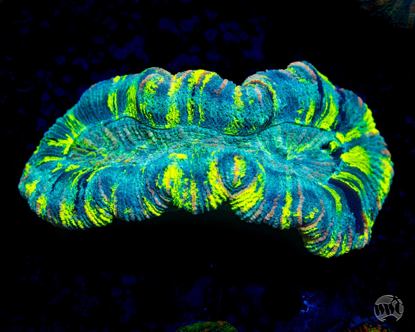 Lemon Zebra Trachyphyllia - Daylight Photo