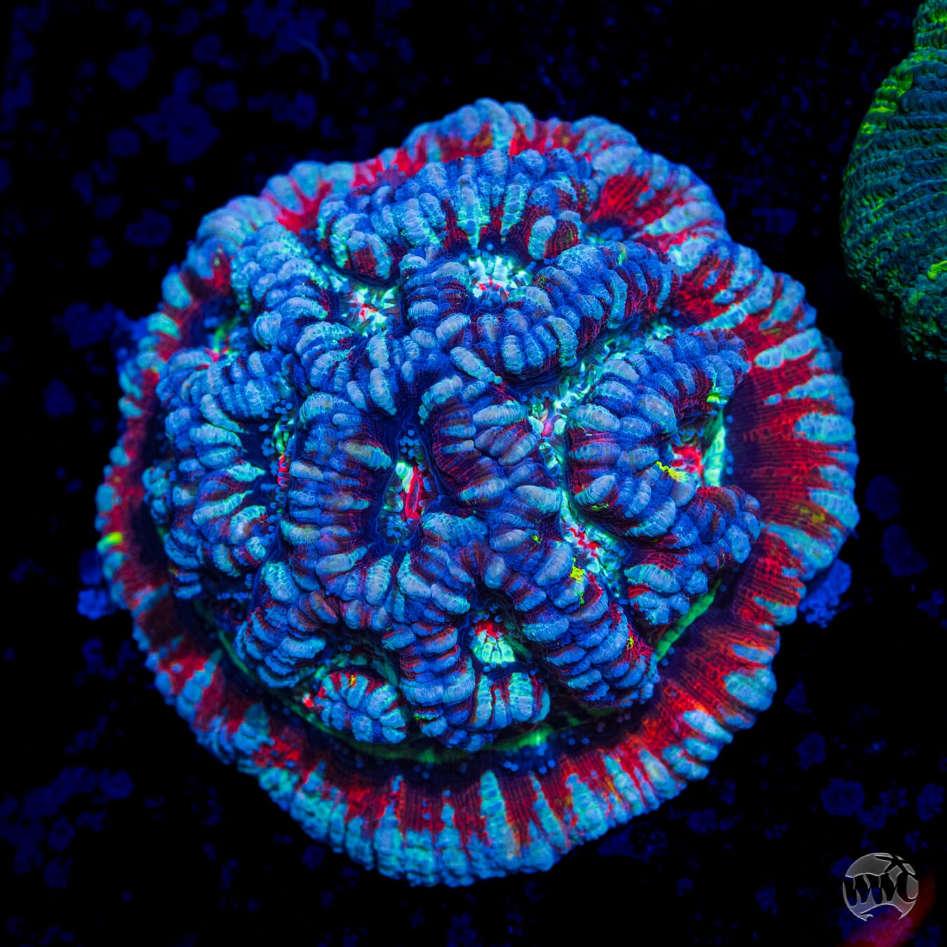 Yeti's Pet Tiger Symphyllia Wilsoni - Daylight Photo