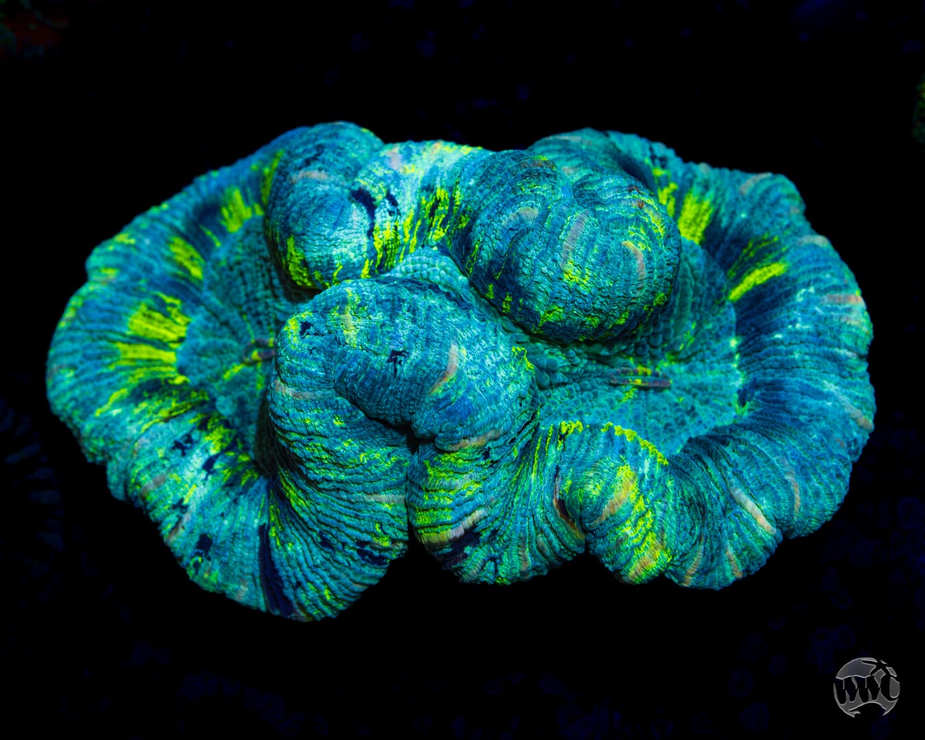 Pucker Up Trachyphyllia - Daylight Photo