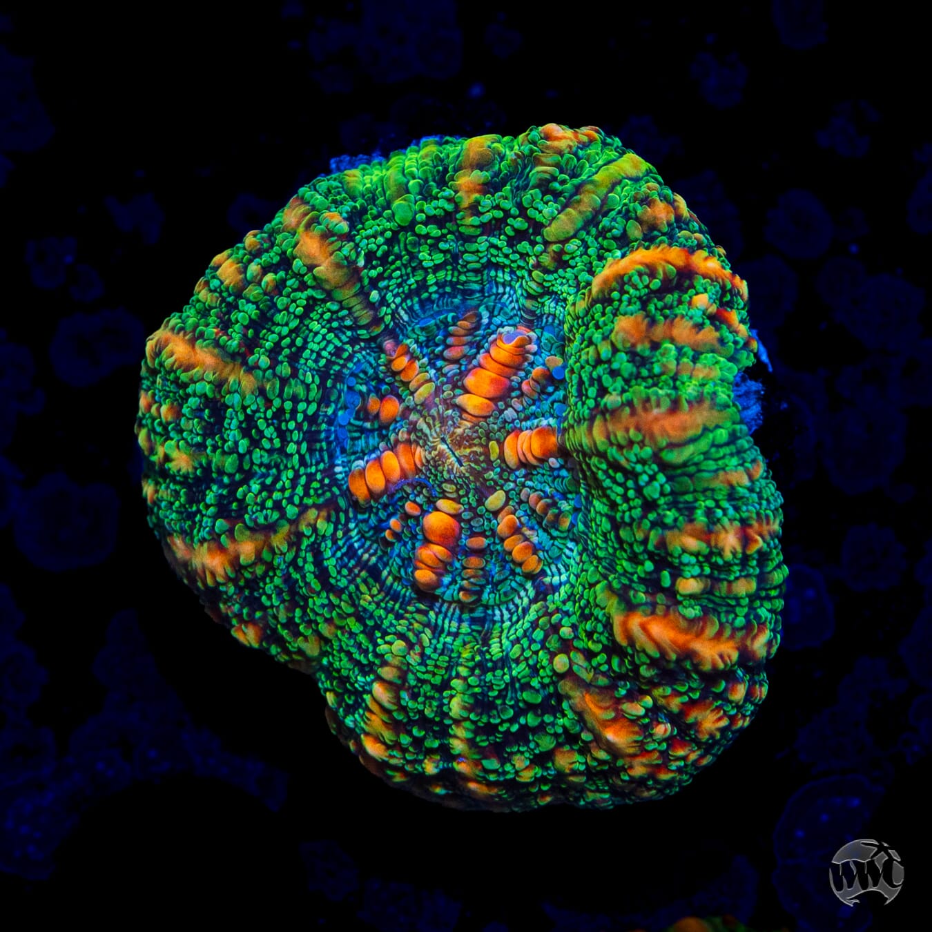Dippin Dots Button Scolymia - Daylight Photo