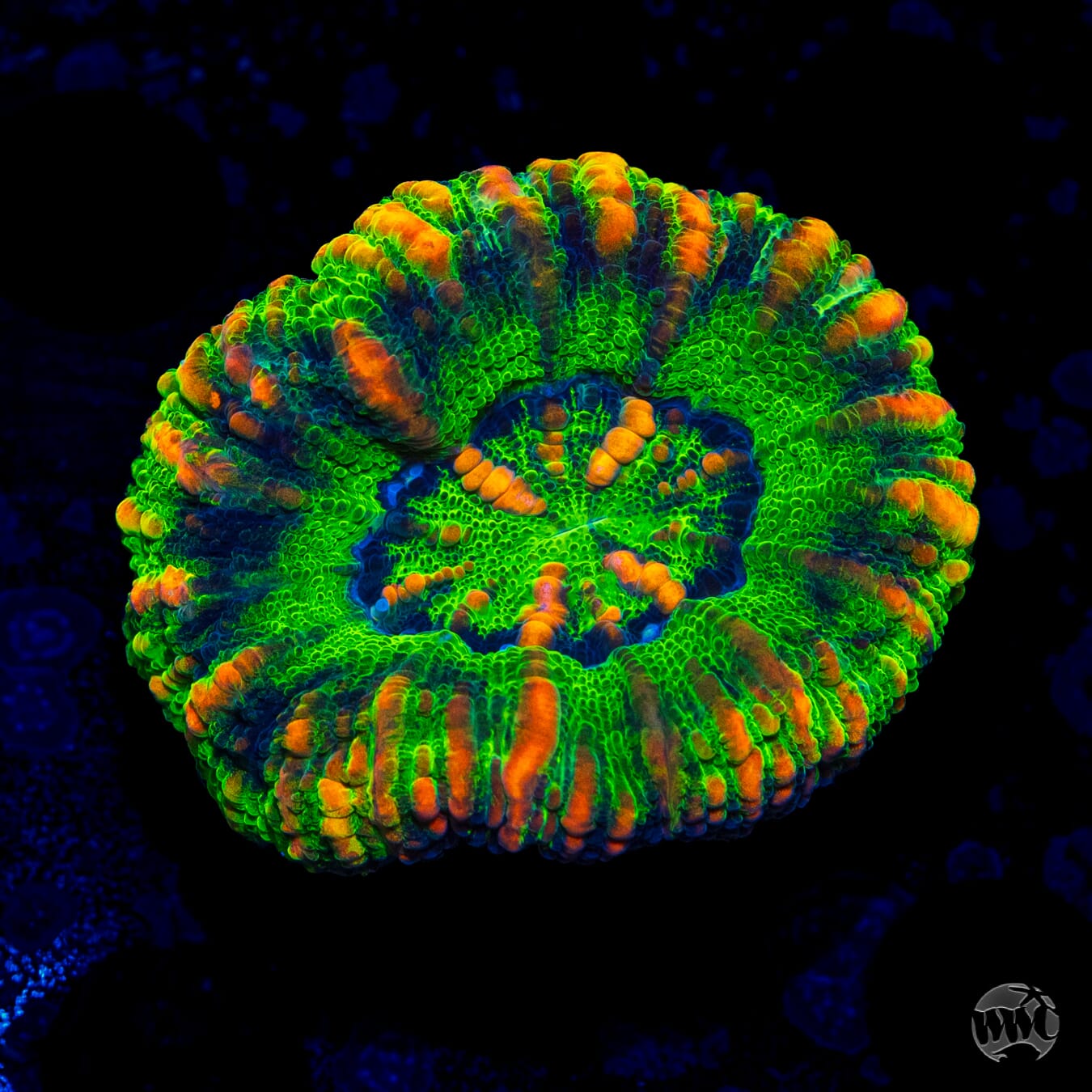 Meaner Green Button Scolymia - Daylight Photo