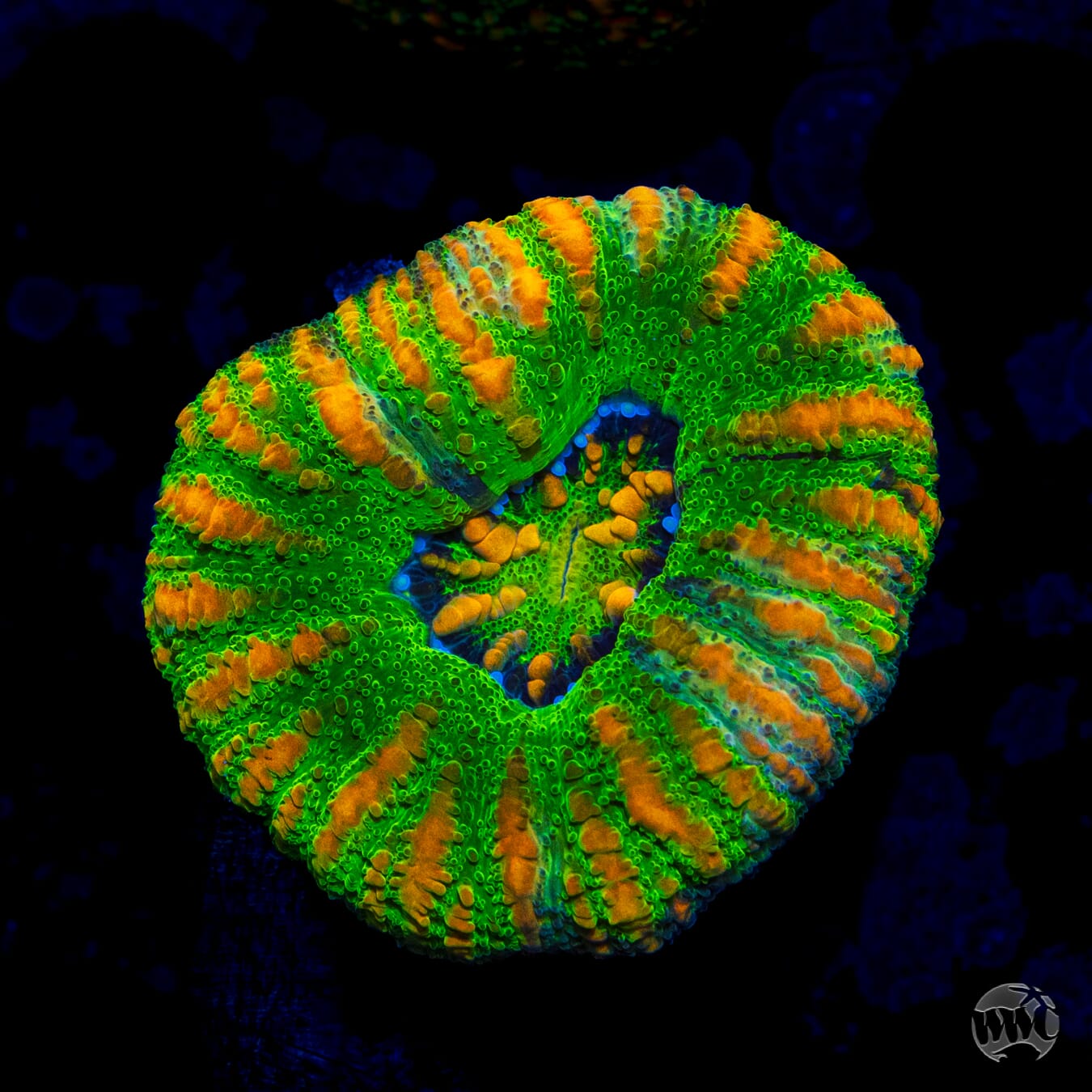 Mean Green Button Scolymia - Daylight Photo