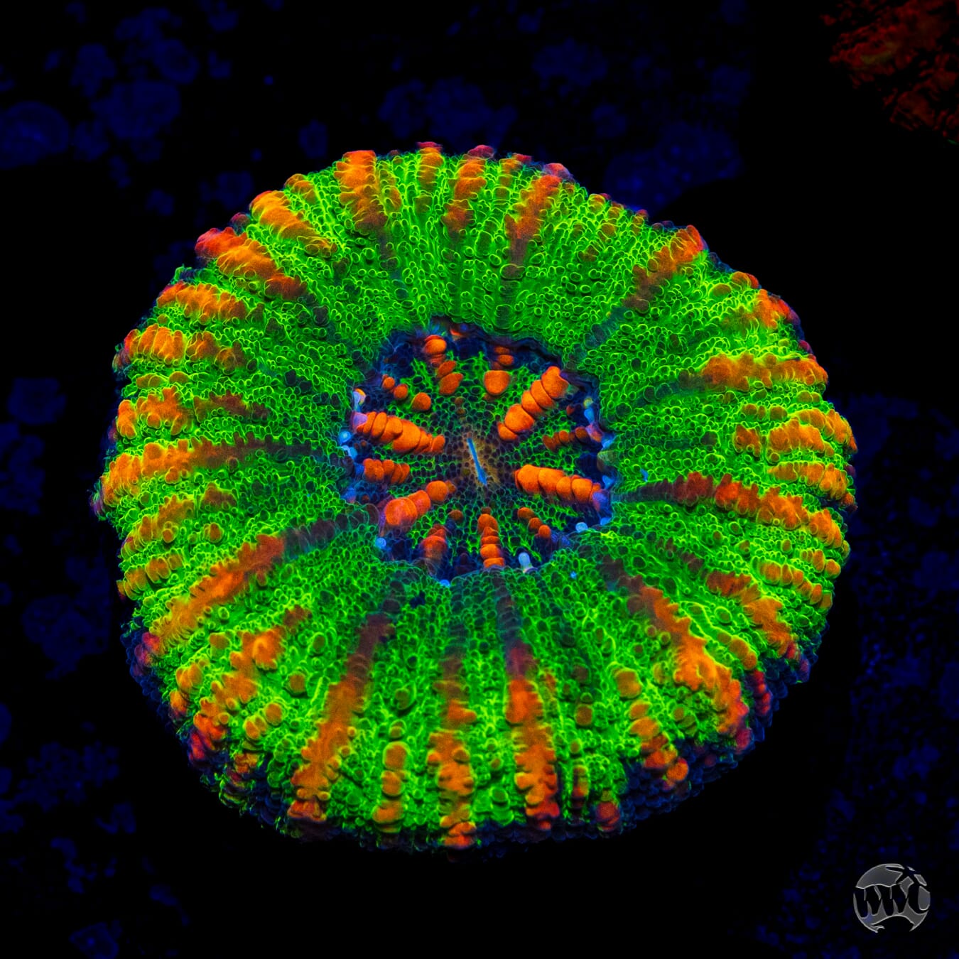 Meanest Green Button Scolymia - Daylight Photo