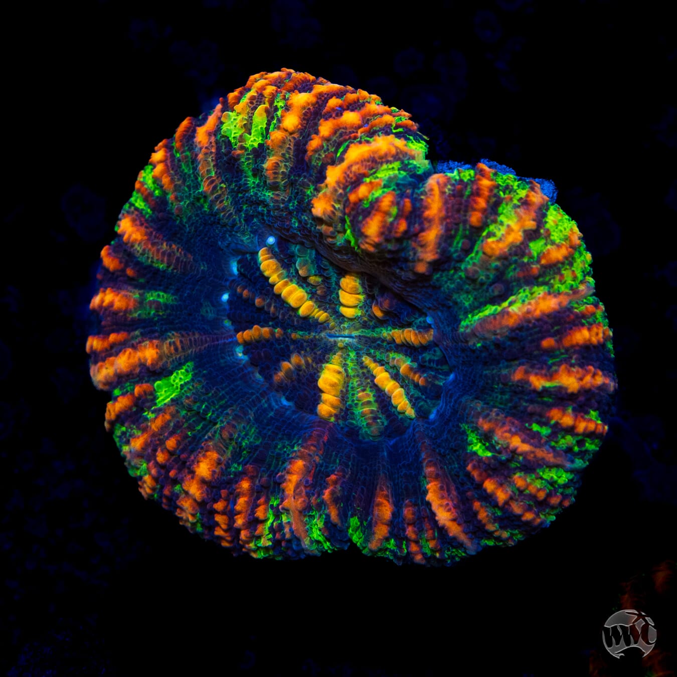 Hallucination Button Scolymia - Daylight Photo