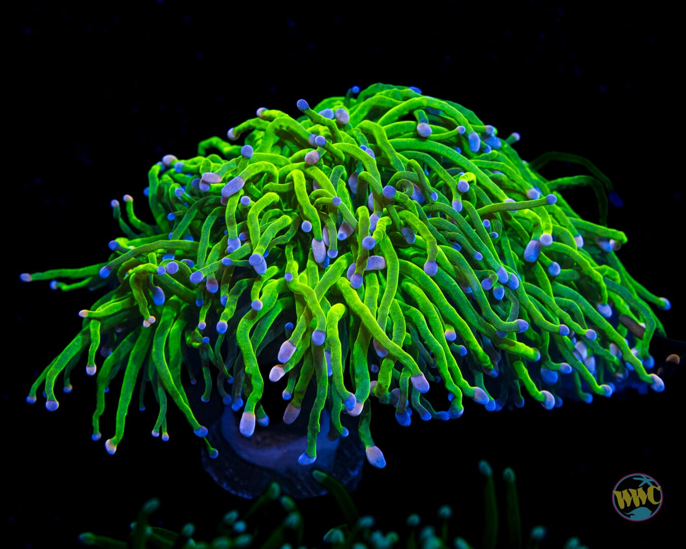 Pink and Blue Cotton Candy Torch - Daylight Photo
