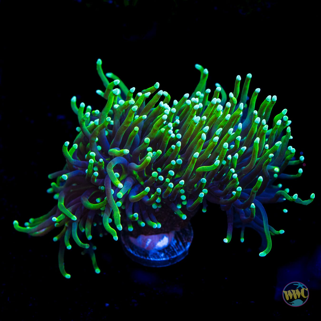 Neon Tipped Torch - Daylight Photo