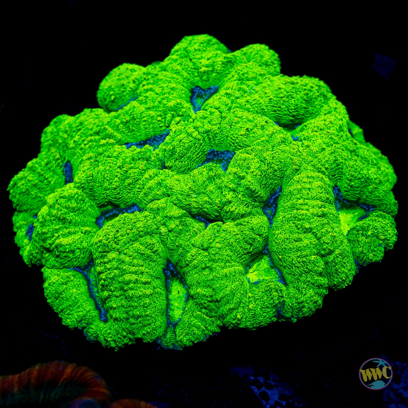 Krypton Lobophyllia - Daylight Photo