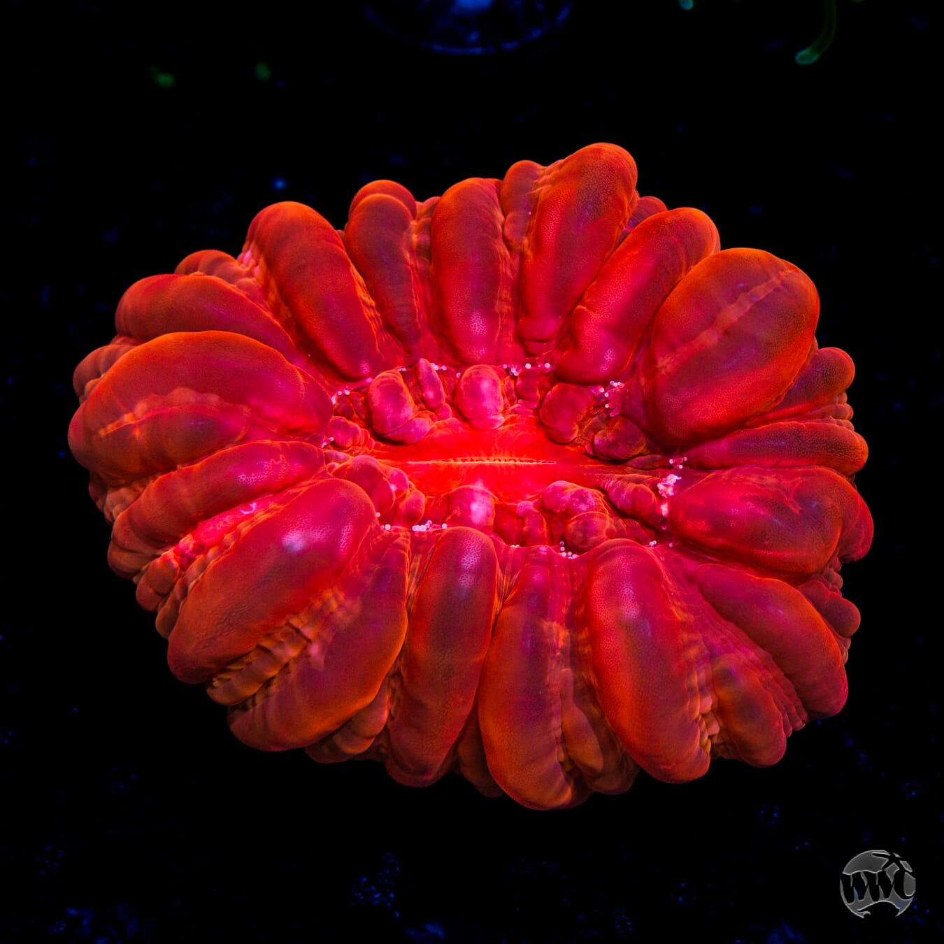 Red Hot Cynarina - Daylight Photo