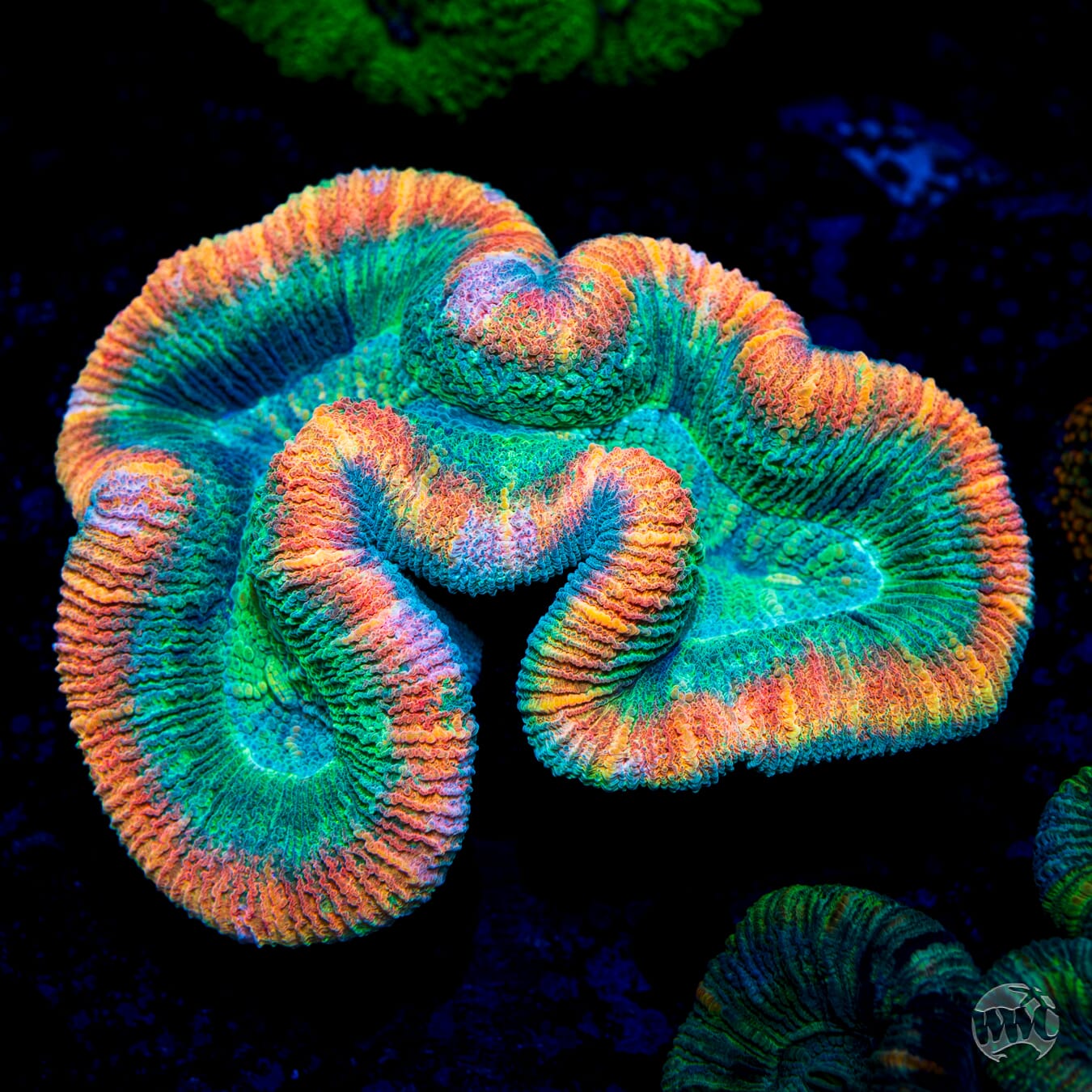 Peach Passion Trachyphyllia - Daylight Photo
