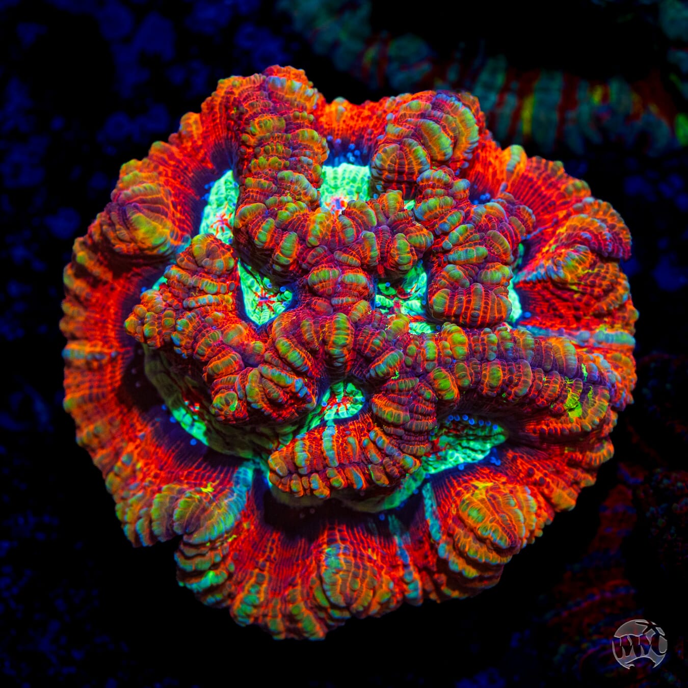 Tigers Blood Symphllia Wilsoni - Daylight Photo
