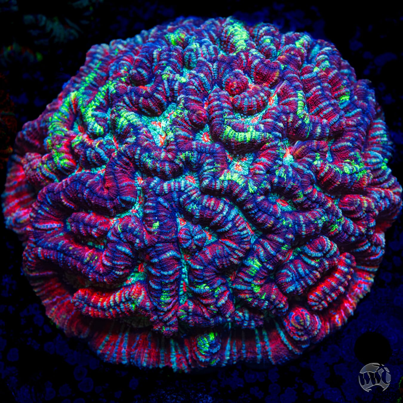 Rainbow Tiger Symphyllia Wilsoni - Daylight Photo