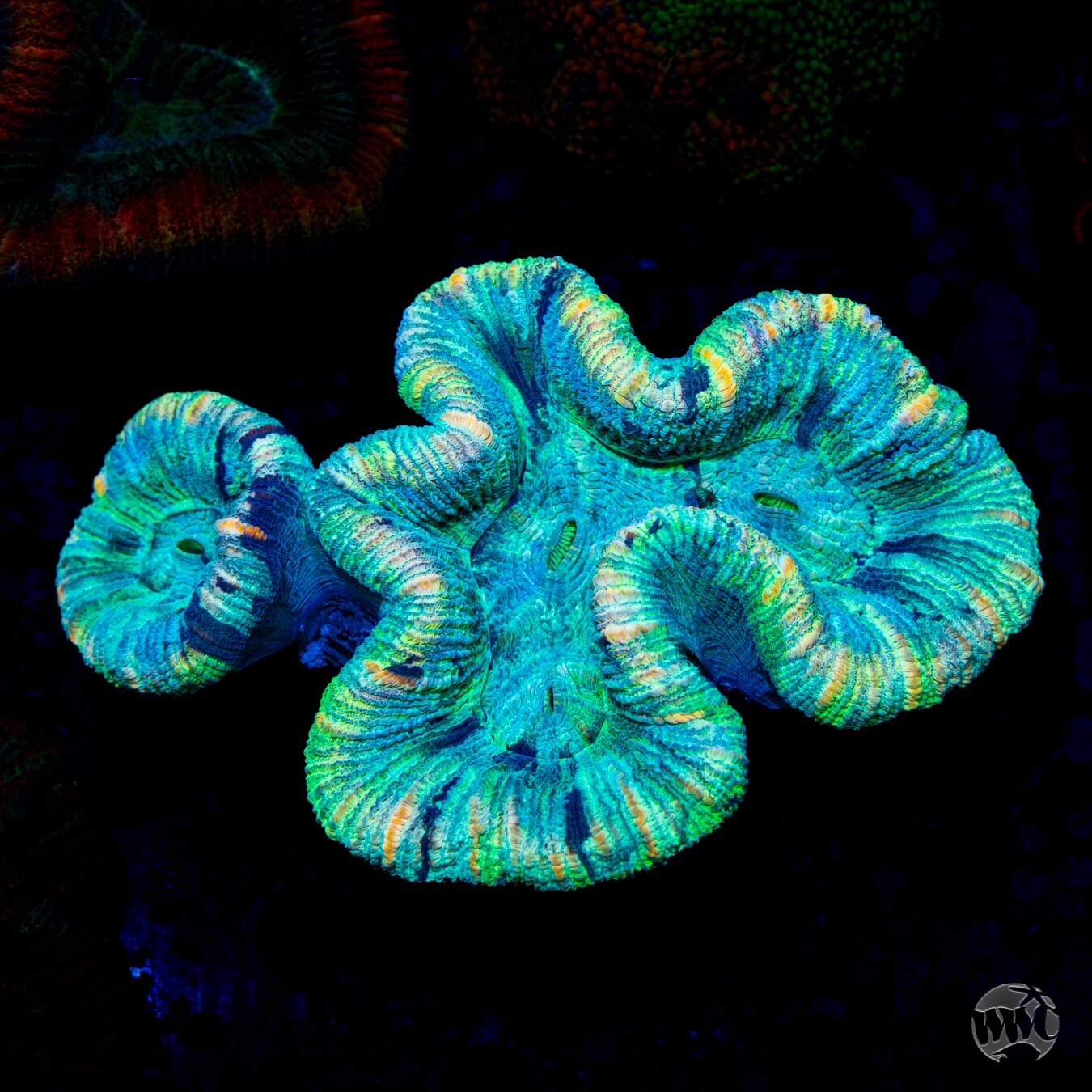 Pastel Chameleon Trachyphyllia - Daylight Photo