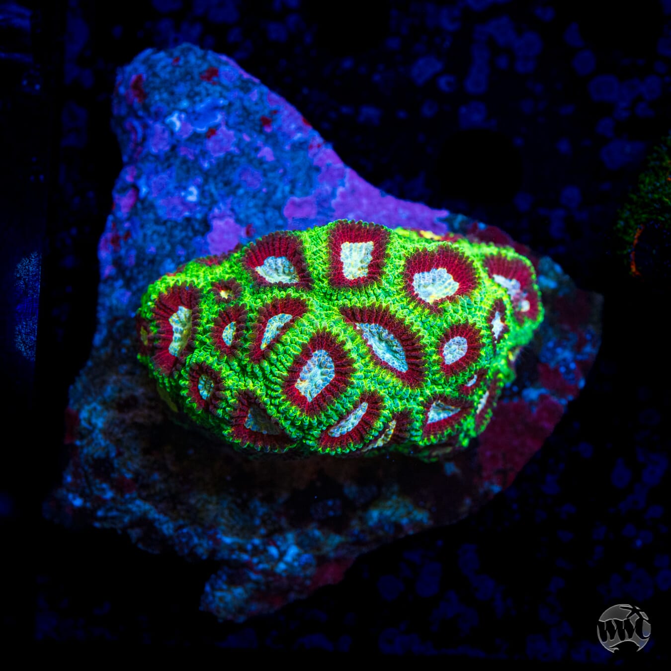 WWC Poison Dart Frog Favia - Daylight Photo