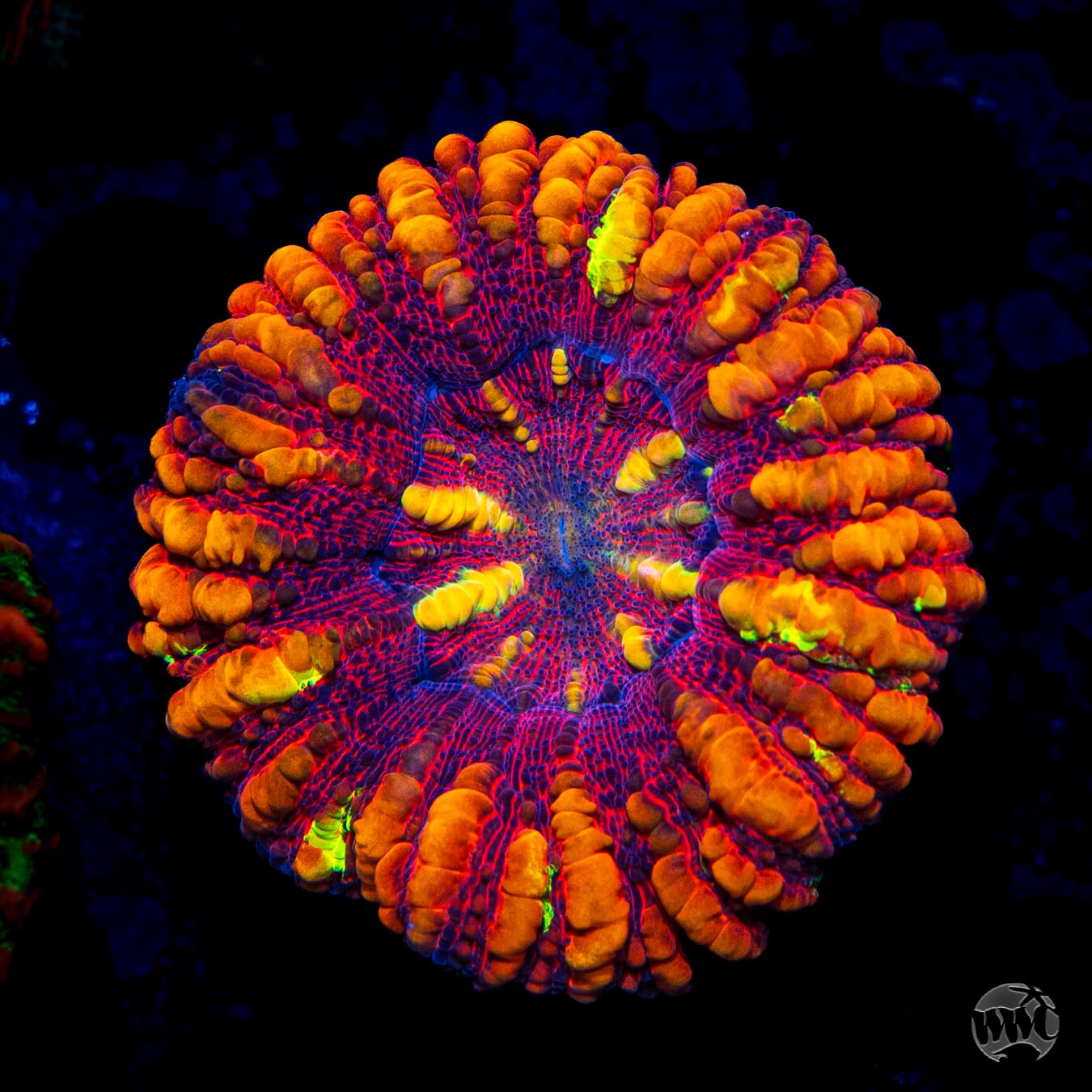 Dante's Inferno Button Scolymia - Daylight Photo