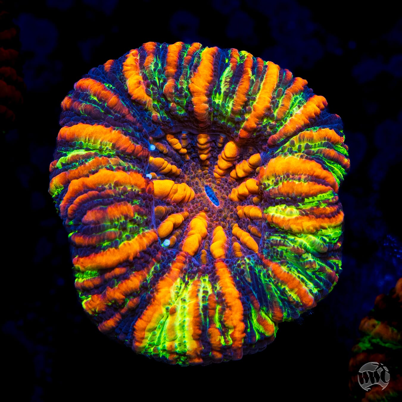 Punch Drunk Button Scolymia - Daylight Photo