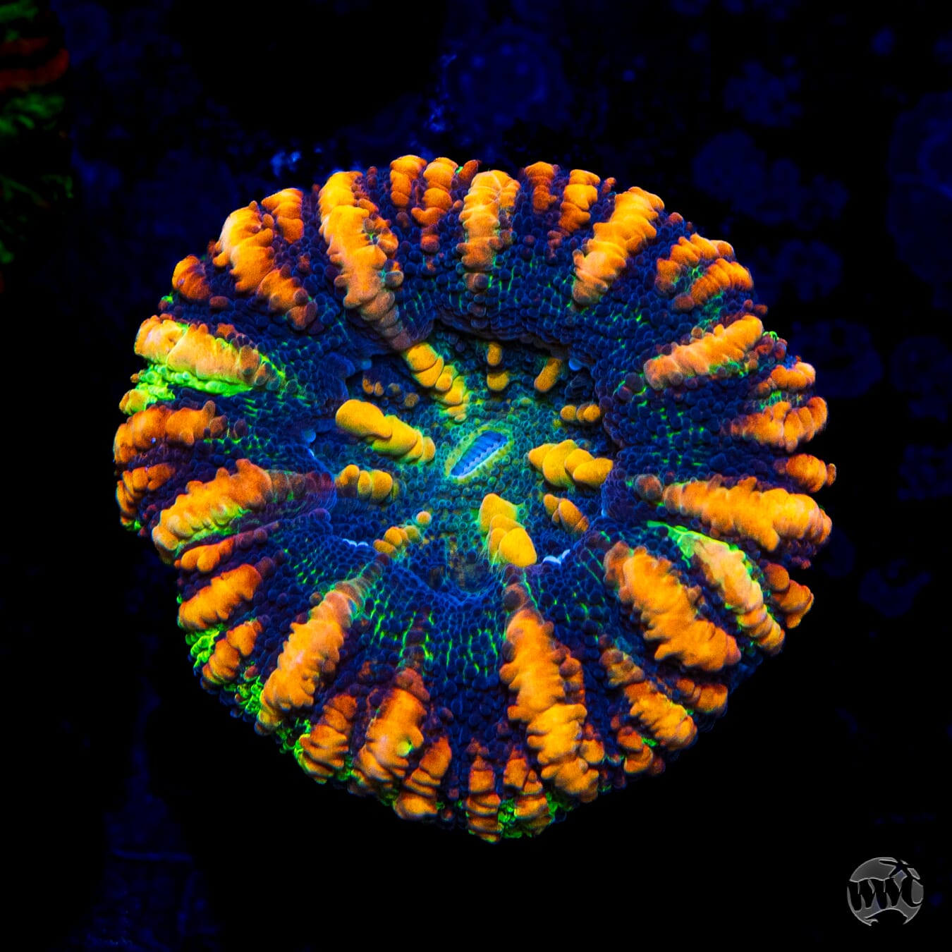 Punch Drunk Button Scolymia - Daylight Photo