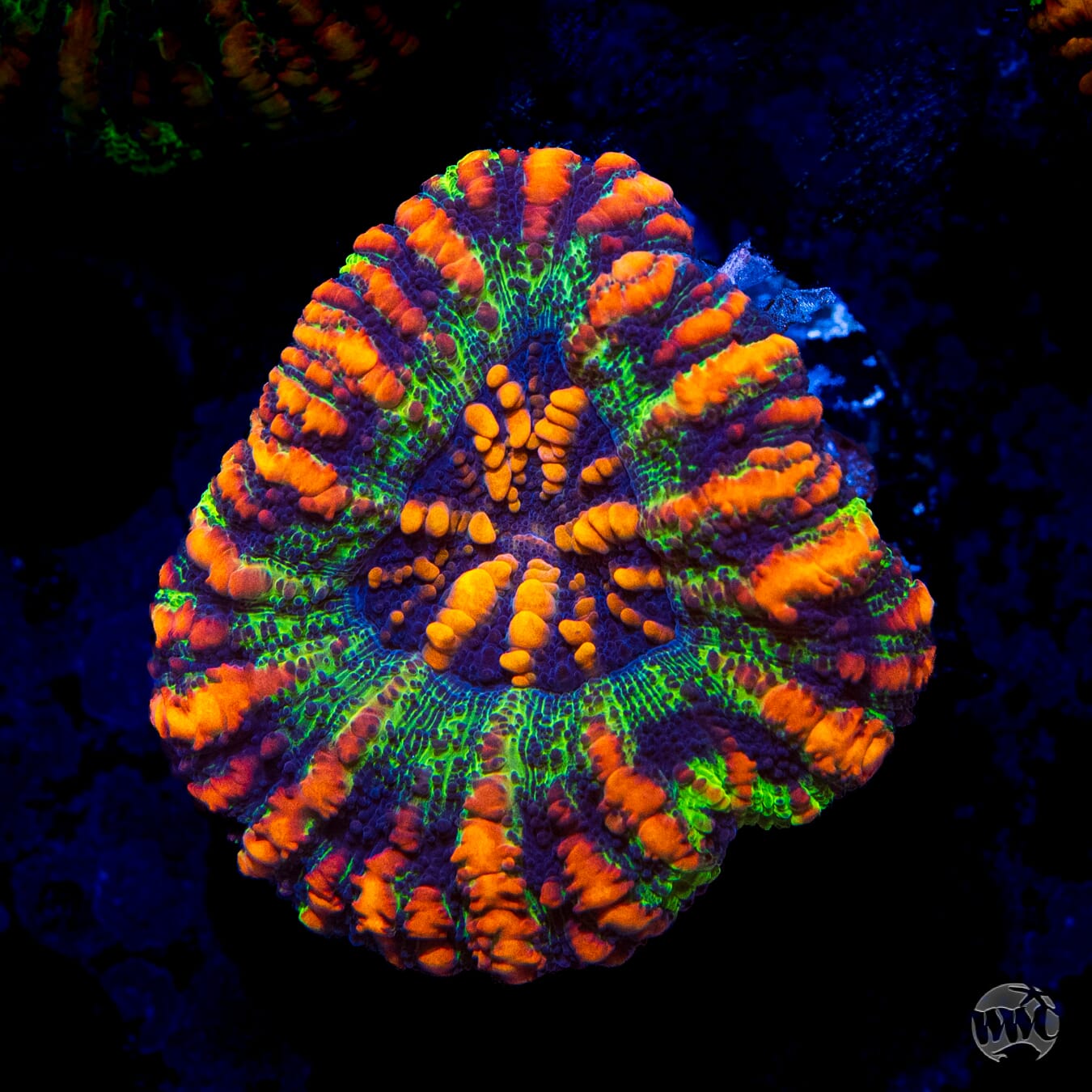 Punch Drunk Button Scolymia - Daylight Photo