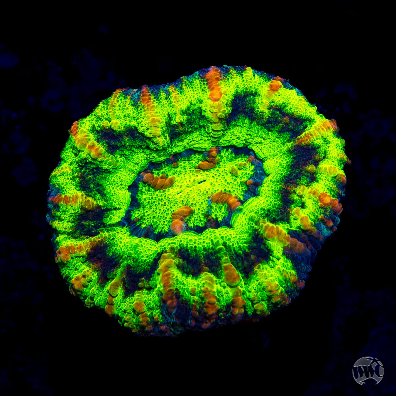 Demon's Blood Button Scolymia - Daylight Photo
