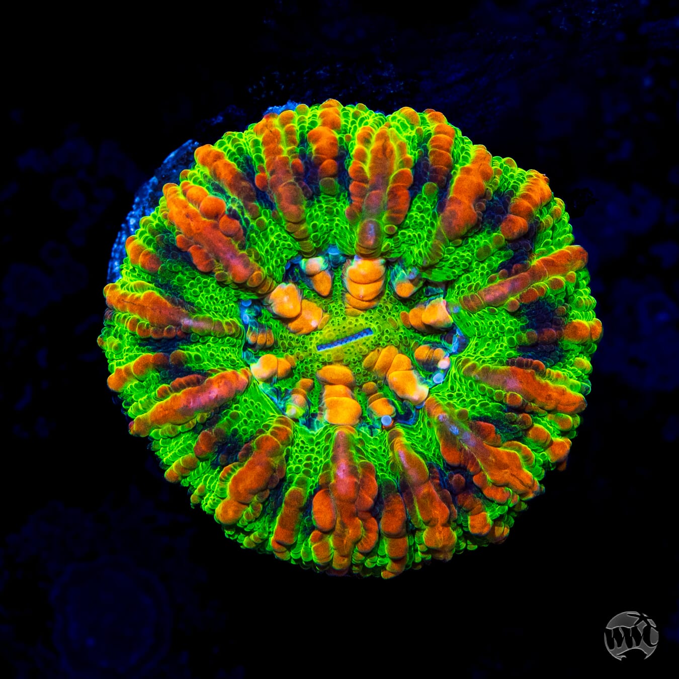 Oro Verde Button Scolymia - Daylight Photo