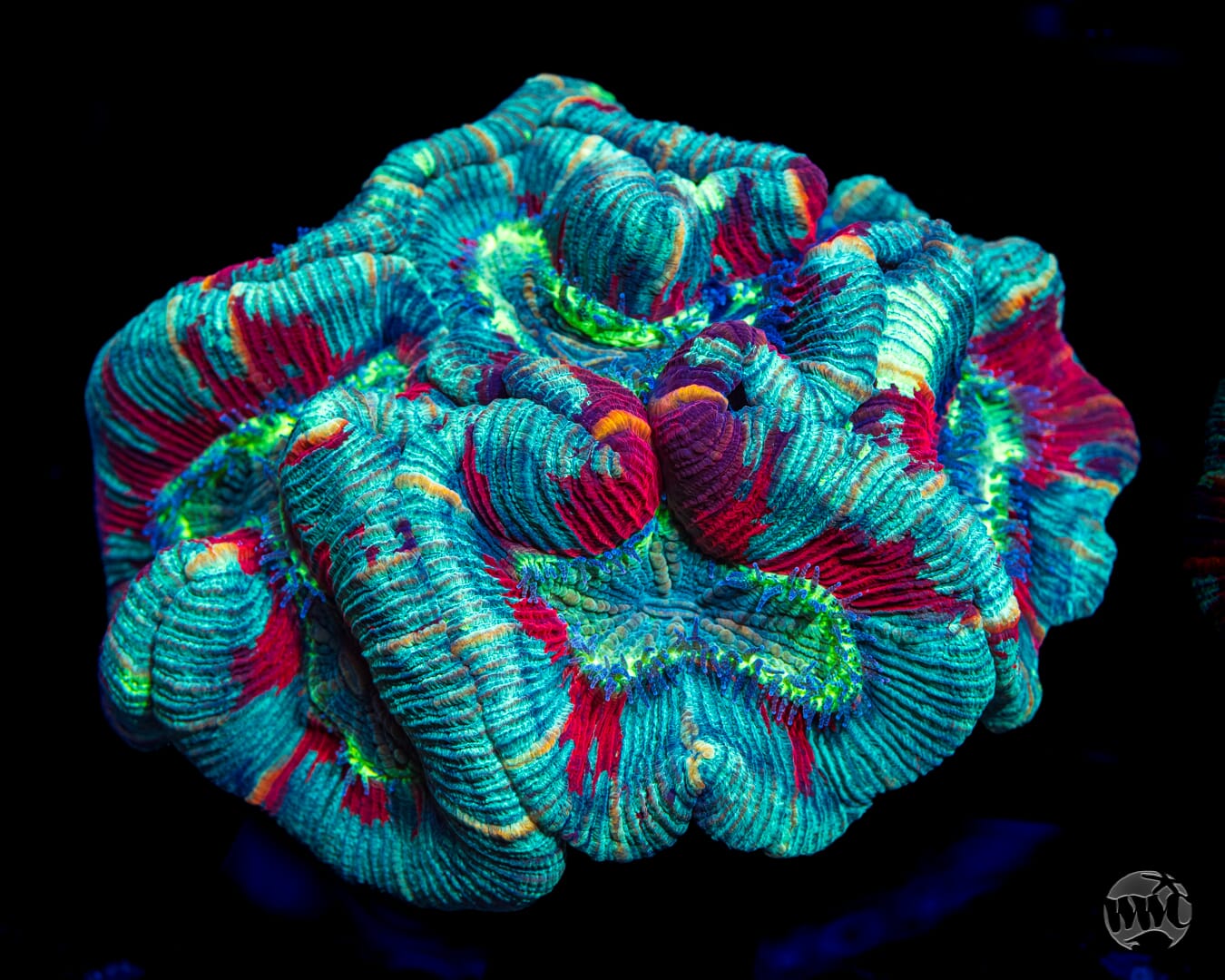 Yum Yum Sauce Trachyphyllia  - Daylight Photo