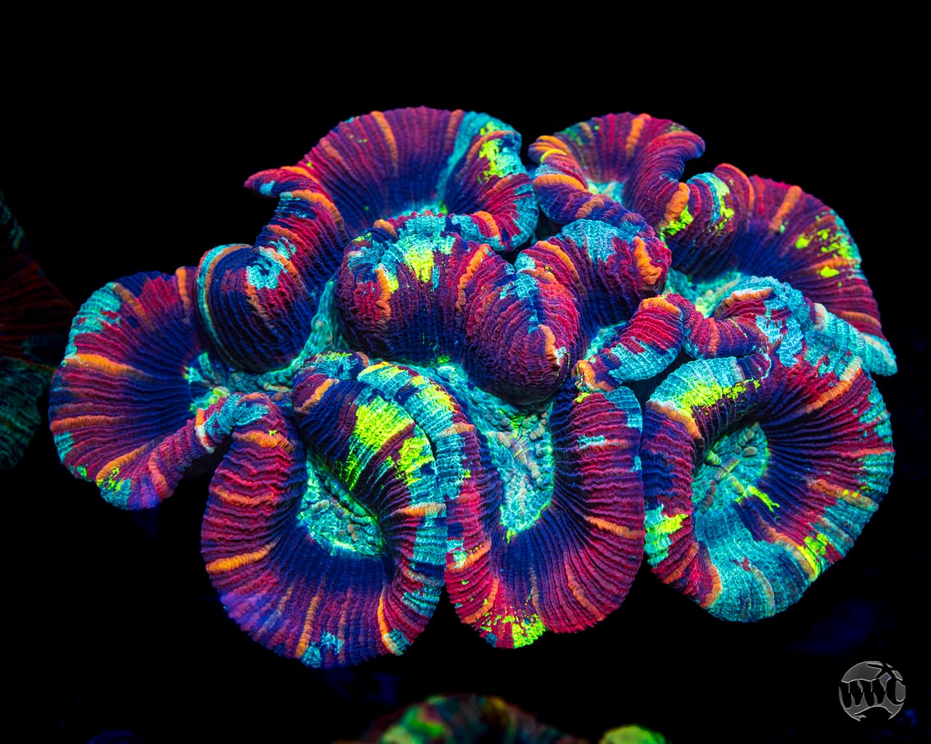 Riddle Me Red Trachyphyllia - Daylight Photo