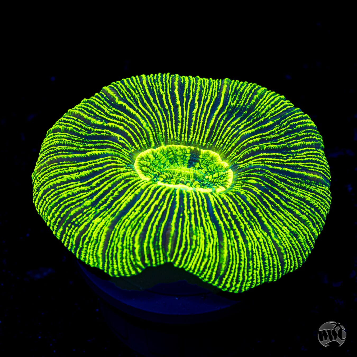 Alien Mindtrick Trachyphyllia - Daylight Photo