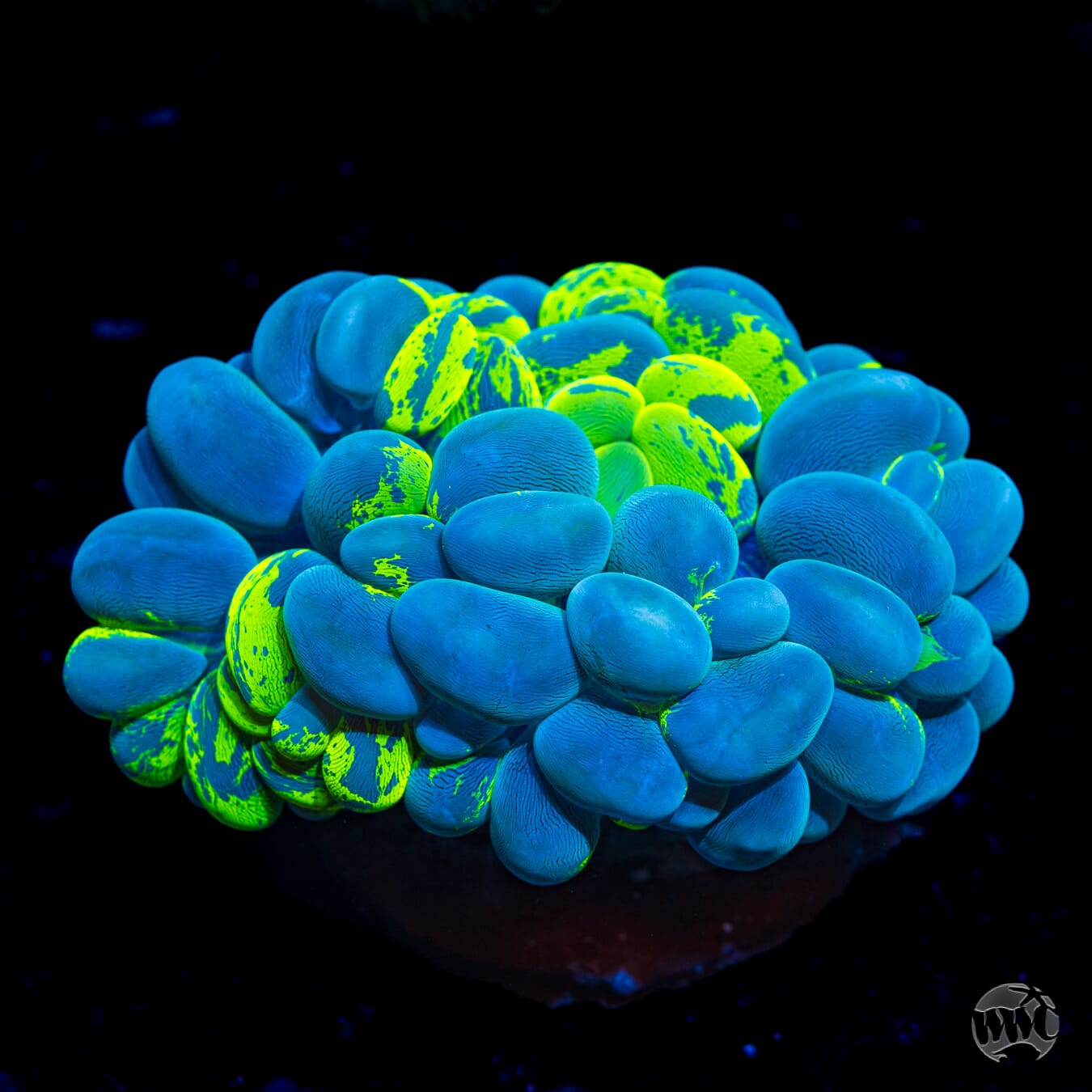 Toxic Plague Bubble Coral - Daylight Photo