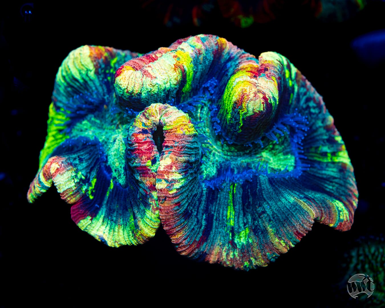 Poisoned Prism Trachyphyllia - Daylight Photo