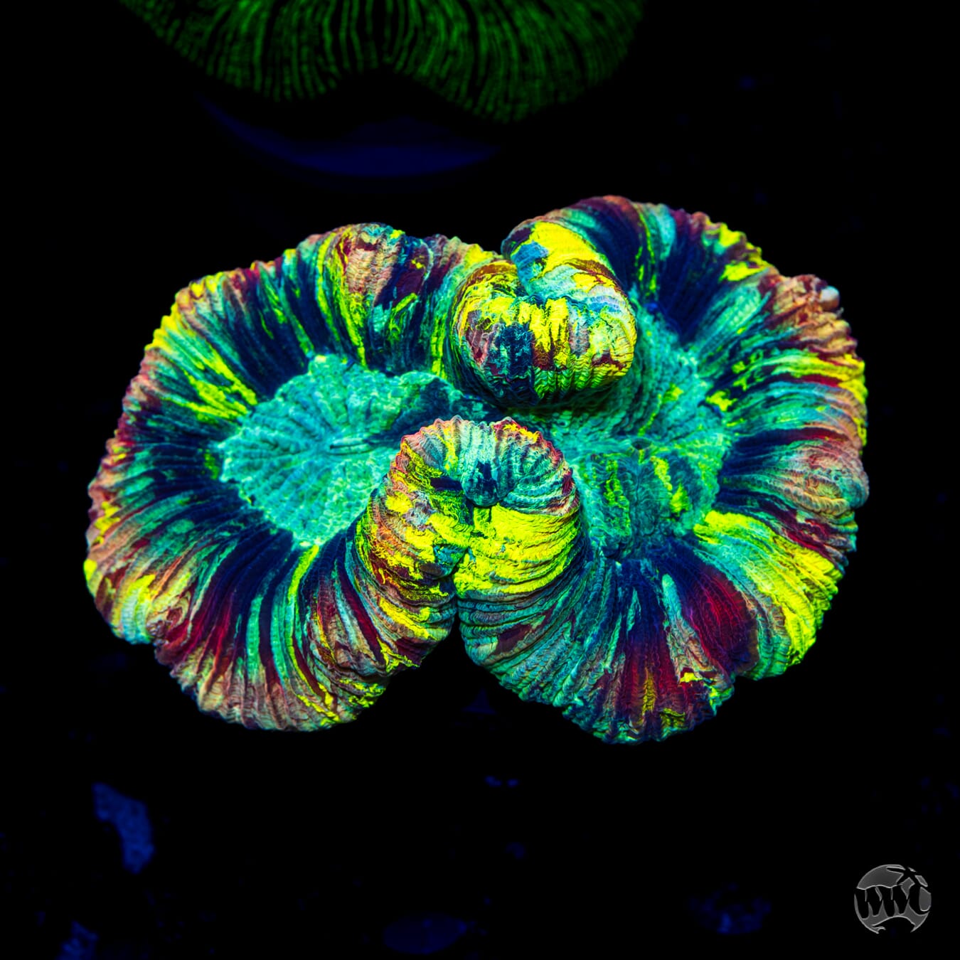 Toxitricity Trachyphllia - Daylight Photo