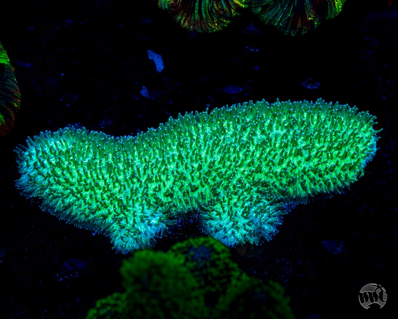 Dinosaur Nugget Tongue Coral - Daylight Photo