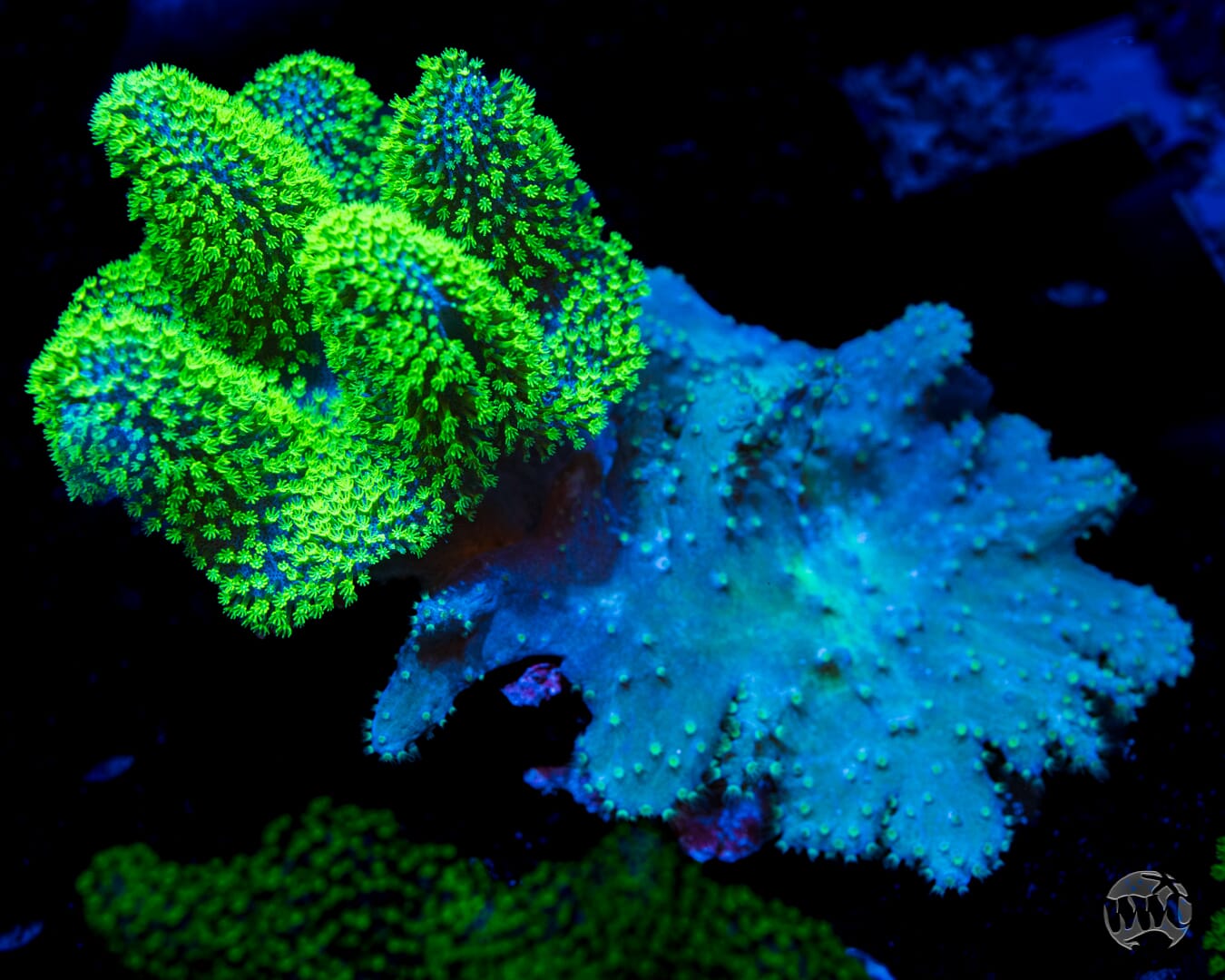 Neon Polyp Lobophytum and Teal Cabbage Leather Combo - Daylight Photo