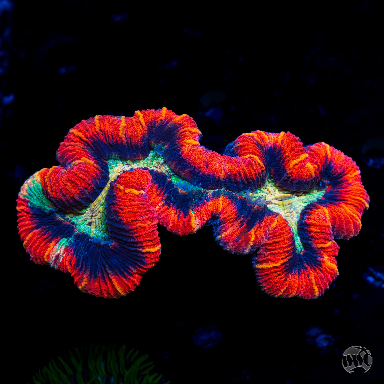 Ring of Flames Trachyphyllia - Daylight Photo
