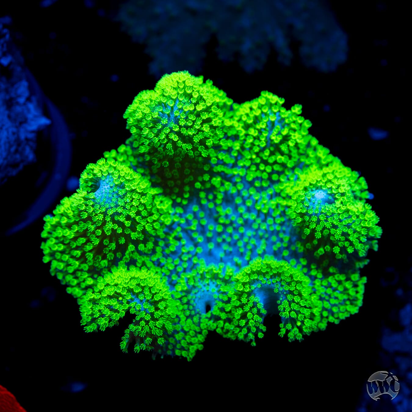 Neon Polyp Lobophytum Leather - Daylight Photo