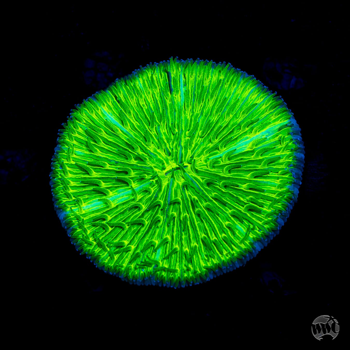 Toxic Sludge Plate Coral - Daylight Photo
