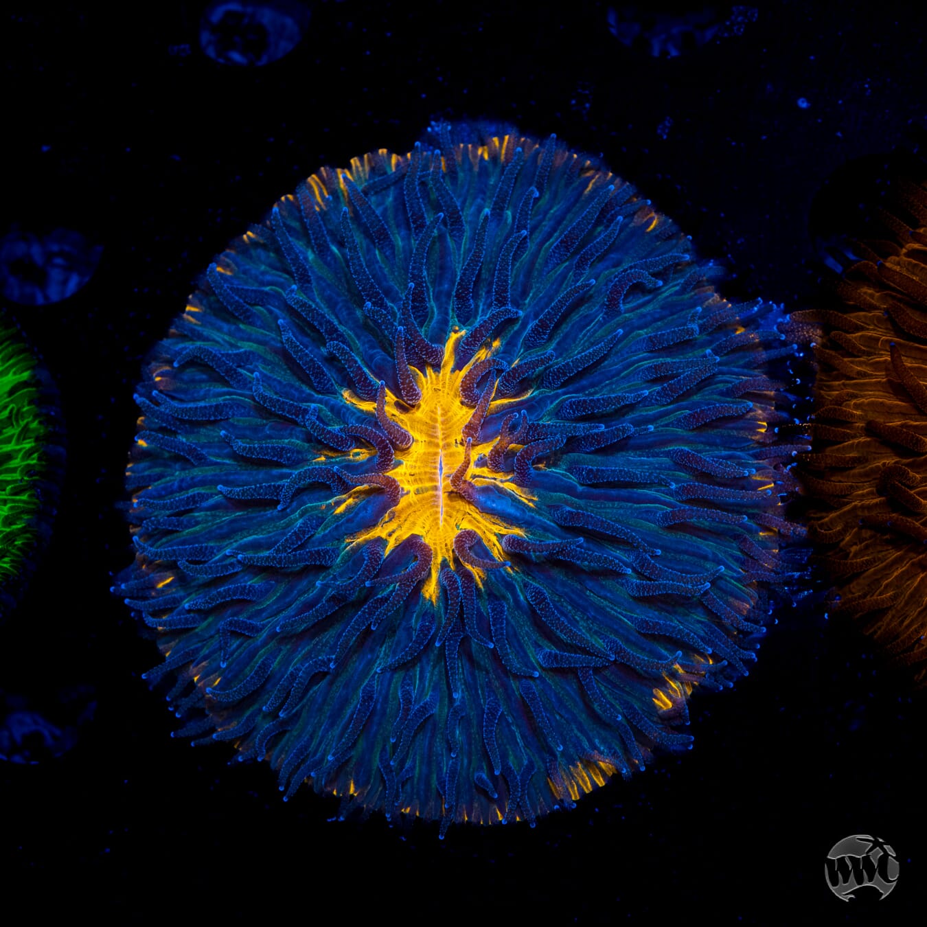 Corrupted Sun Plate Coral - Daylight Photo